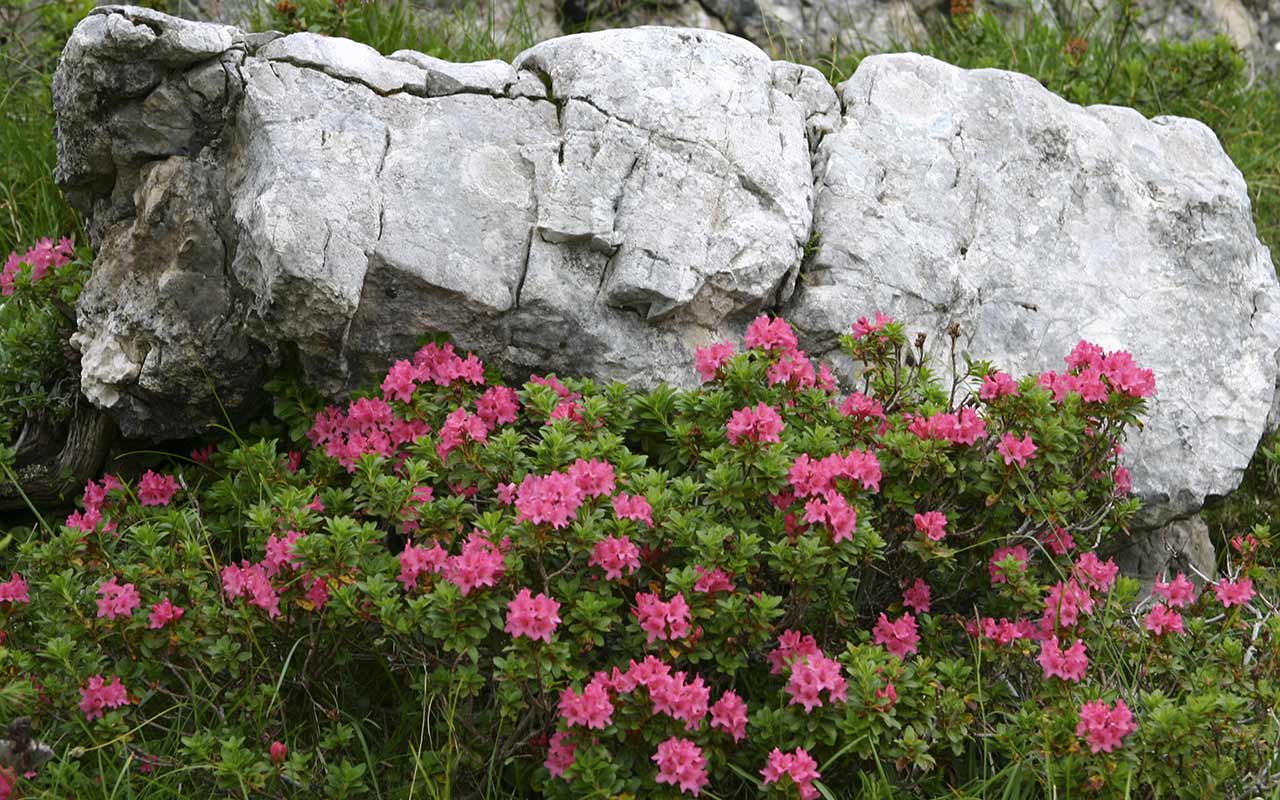 Ein Blumenbusch, der in der Nähe des Felsens um die Faneshütte herum geboren wurde